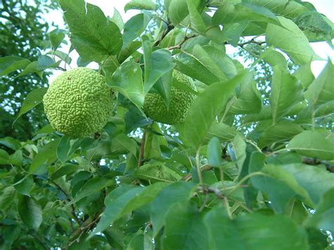 Horse apples, also called hedge apples or osage oranges, are inedible. Hedge Apple or Osage Orange 2 (Maclura pomifera) | Flickr ...