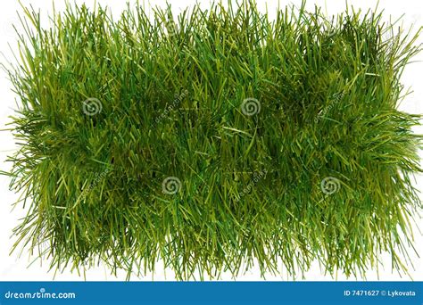 Piece Of Grass Stock Image Image Of Lawn Piece Nature 7471627