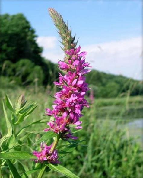 15 Invasive Plants That Could Be Wreaking Havoc On Your Yard Or Garden