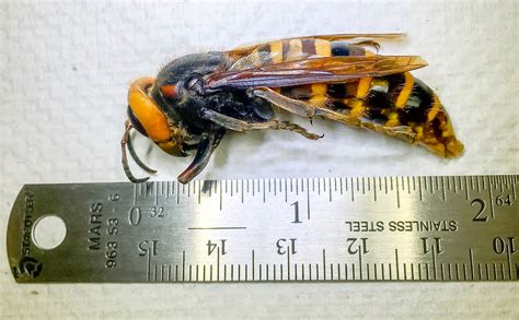 Giant Cicada Killer Wasps Unusually Active In Northeastern Us Big