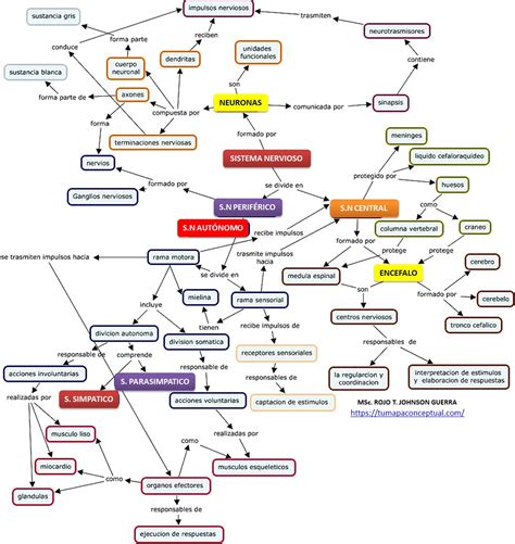 Mapa Conceptual Del Sistema Nervioso Y Sus Divisiones En Apuntes Hot Sex Picture