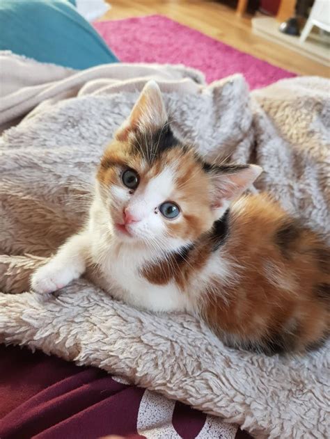 Calico Cutie 22nd March 2019 We Love Cats And Kittens