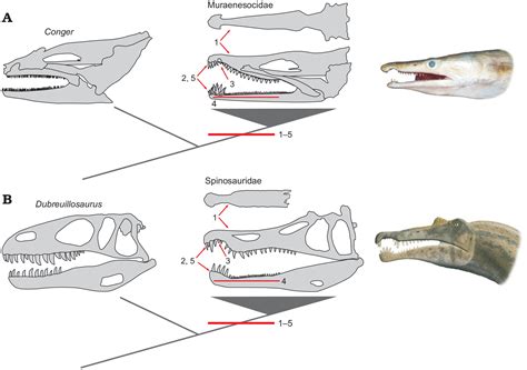 Convergent Evolution Of Jaws Between Spinosaurid Dinosaurs And Pike Conger Eels