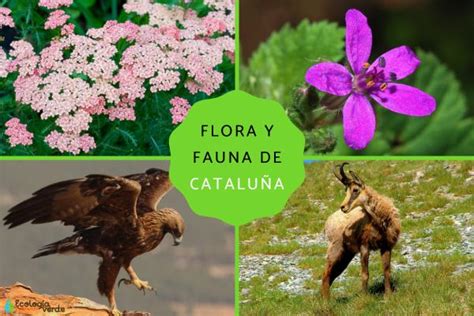 Flora Y Fauna De Cataluña Características Y Especies