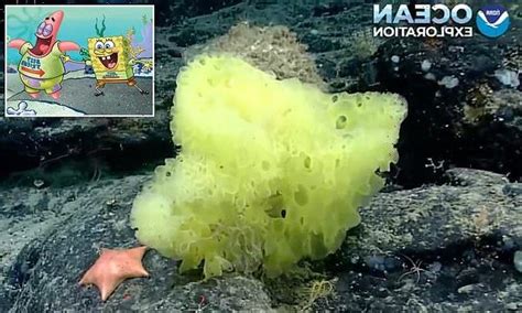 Scientists Spot Real Life Spongebob Squarepants And Patrick Star