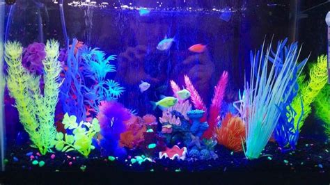 Best Glow Fish Tank Glow Fish Glofish Aquarium Fish Tank