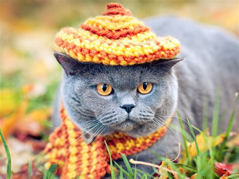 15 Cats In Hats That Are The Definition Of Dapper