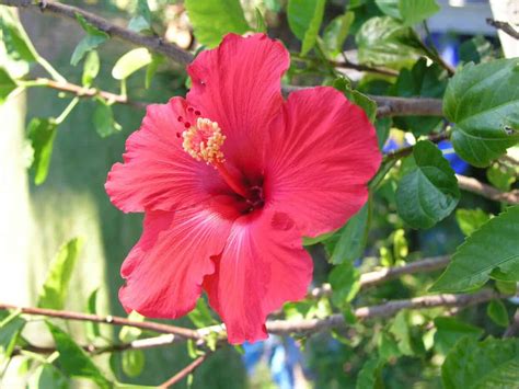 How To Grow Hibiscus Plants From Seeds