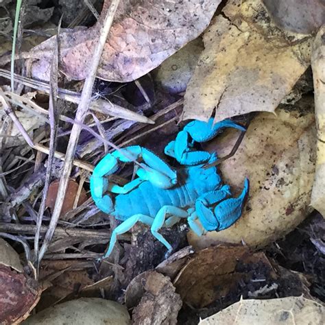 Neon Scorpion Evening Hikes In June And July Lindsay Wildlife Experience