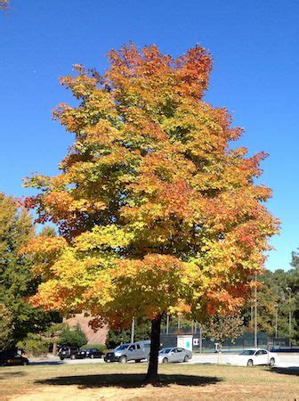 Maple trees are trees that can be cut down with level 45 woodcutting, giving the player 100 woodcutting experience per maple log. Red Maple
