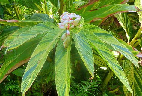 Flowering Shrubs And Vines Ginger Variegated