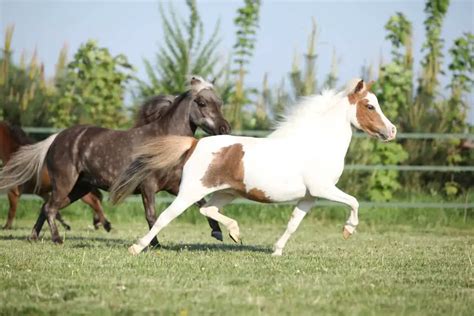 Miniature Horse Breed Care Cost And History 2024 Horses Only