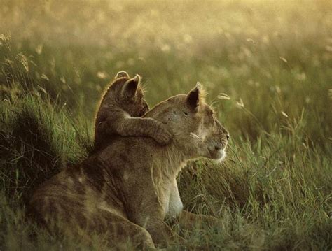 A Baby Lion And His Mom By Animalprotector On Deviantart