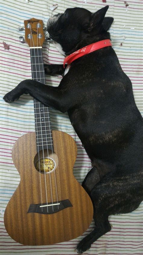 Pin By Priscila Freitas On Moa Boston Terrier Terrier Music Instruments