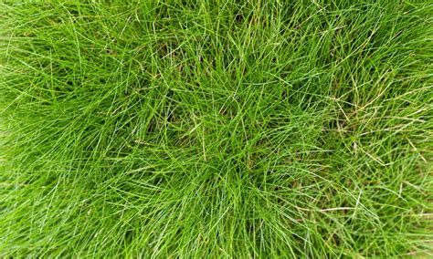 Houseman Grass Series All About Fescue Grass Houseman Services