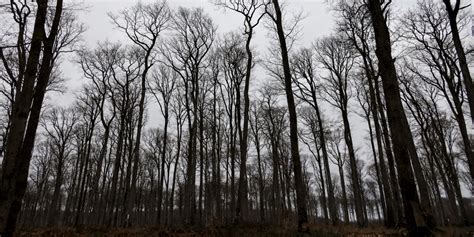 Essonne Une Femme Et Son Amant écroués Après La Mort Du Mari Enterré En Forêt