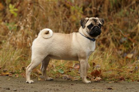 Fawn Pug Appearance Price Health Issues