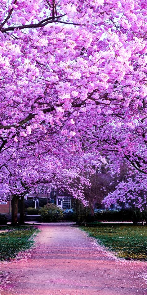 Cherry Blossom Trees Wallpaper 4k Purple Flowers Pathway