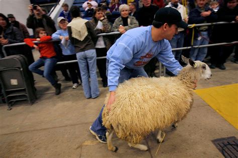 Sheep To Shawl Contest At Pennsylvania State Farm Show Turns Into Wild
