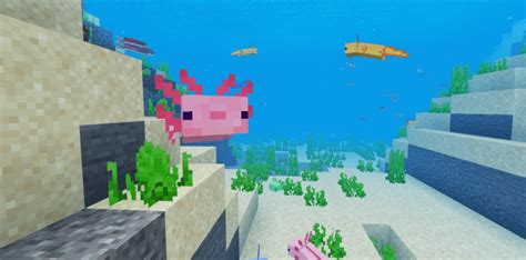 But since the new biomes aren't arriving in minecraft until later this year, where can we find these fun fish? Axolotls Minecraft PE Addon