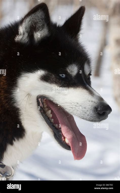 Are Siberian Huskies From Siberia