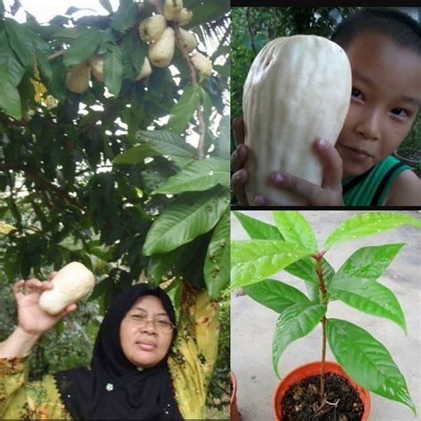 Tersedia susu kambing dengan harga murah dan berkualitas, jaminan uang kembali 100% di artikel terkait. Berita TV Malaysia: pokok jambu susu king