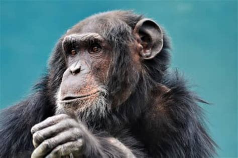 Chimpanzees Bond Over Movies Just Like Us Engoo Daily News