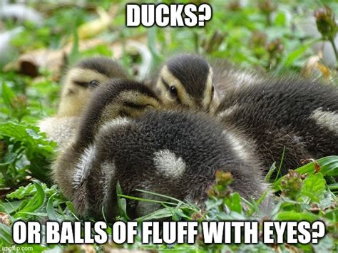 Ducks Memes And S Imgflip
