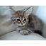 Female Siberian Kitten Usa  Exotic Kittens For Sale Cat