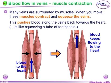 Ks4 Blood Vessels