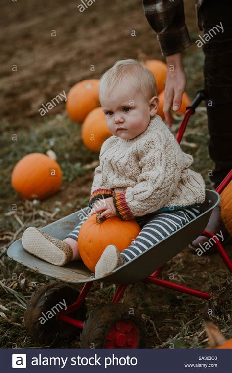 Dad Pushing 9 Baby Boy In A Mini Wheelbarrow At Pumpkin Picking Stock