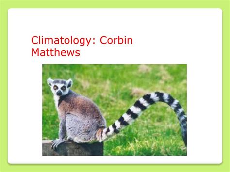 Ppt Save The Golden Ring Tailed Lemur Foundation Powerpoint