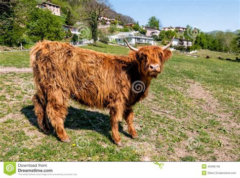 Scottish Highland Cow On The Meadow Stock Photo Image Of Meadow