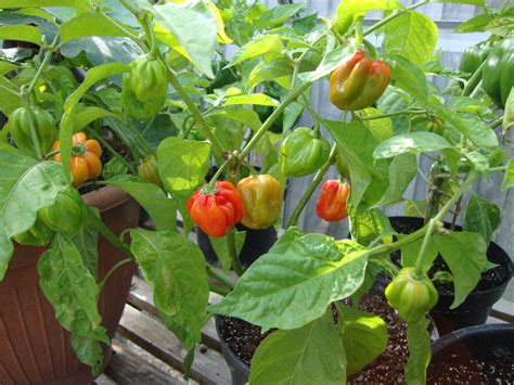 Scotch Bonnet Red Chili Pepper 10 Vegetable Seed Viridis Hortus