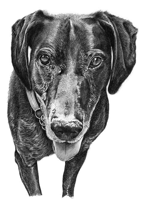 Pencil Drawing Of Dog Pencil Sketch Portraits