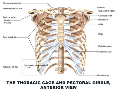 Anterior View Of The Thoracic Cage Download Scientific Diagram