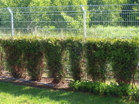 Im zusammenspiel mit mehreren methoden bäume katzensicher machen hindern sie mit einigen einfachen methoden katzen daran, bäume in ihren garten als klettergerüst zu verwenden. Katzensicherer Garten