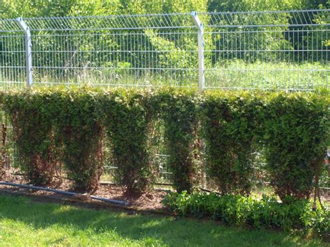 Garage, wintergarten, überdachung, gartenhaus etc. Garten Katzensicher Einzäunen Kosten - Beste Ideen