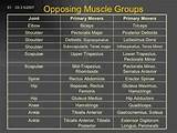 Pictures of Muscle Workout Groups Schedule