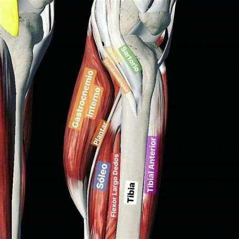 Músculos De La Pierna Cuerpo Humano Anatomia Musculos De Las Piernas