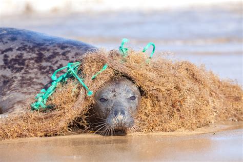 Ocean Plastic Pollution Seal