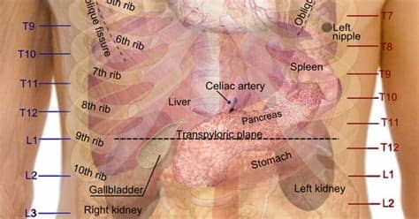 The rib cage is the part of the axial skeleton that protects the vital organs within the thoracic (chest) cavity and the upper part of the abdominal cavity. medicalschool: Surface projections of the major... | PA ...