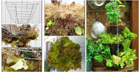 Hanging Basket Herb Garden How To Instructions
