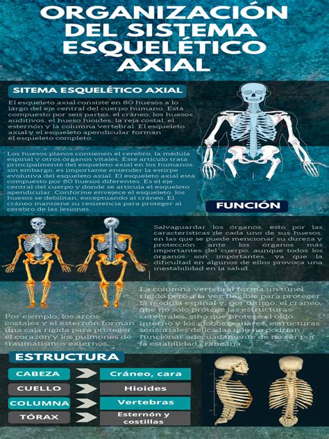 InfografÍa Sistema EsquelÉtico Axial Pdf Pelvis Vértebra