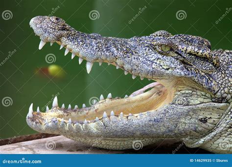 Open Crocodile Muzzle With Big Teeth Portrait Of Yacare Caiman In