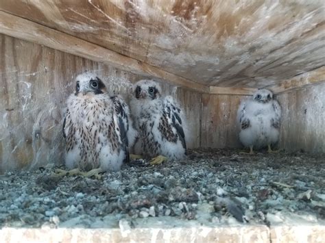 Photos 3 Adorable Baby Peregrine Falcons Recently Hatched On Nys