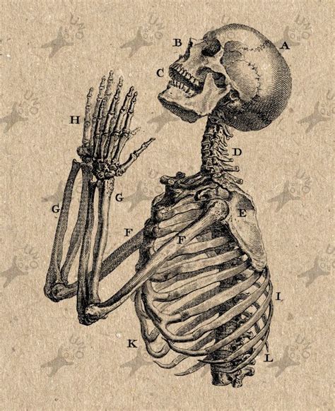 100 Skeleton Skull Drawings Ideas Drawings Anatomy Art Anatomy Images