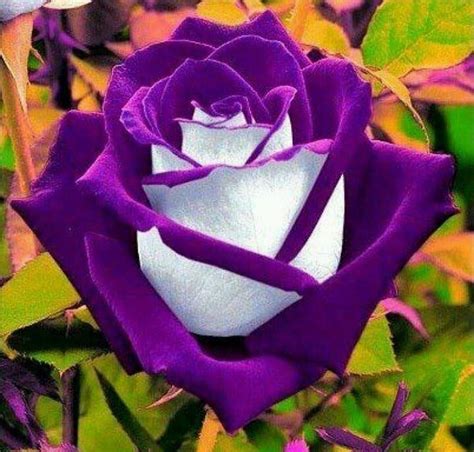 Красивые картинки розы 53 фото • Прикольные картинки и юмор Rare Roses Rare Flowers Exotic