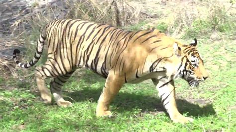 A Huge Male Tiger T57 Tigers Of Ranthambore National Park Youtube