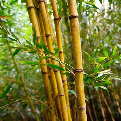 Golden Bamboo Plant Complete Guide And Care Tips Urbanarm